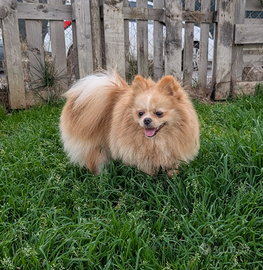 Spitz tedesco nano disponibile per monta