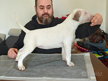 Cuccioli bull terrier
