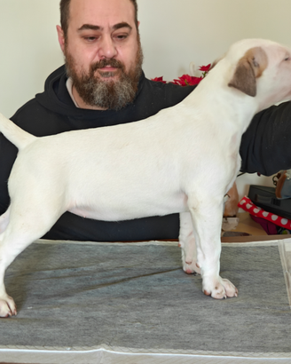 Cuccioli bull terrier