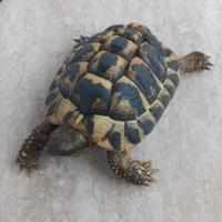 tartaruga hermanni 