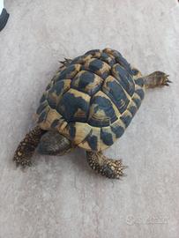 tartaruga hermanni 