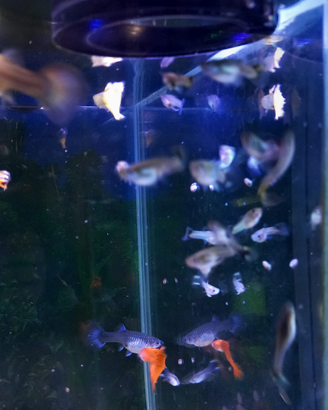 Guppy