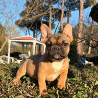 Bouledogue francese