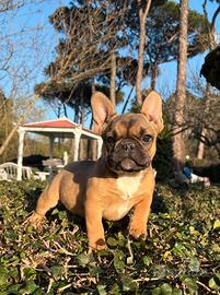Bouledogue francese