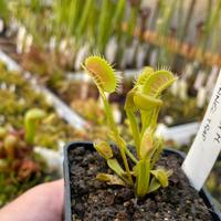 Piante carnivore