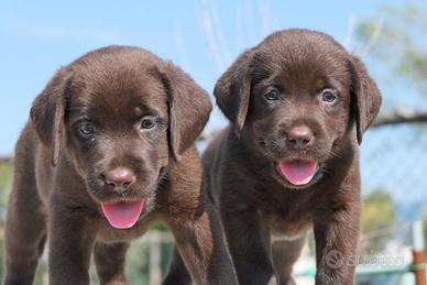 Cuccioli di Labrador cioccolato con pedigree