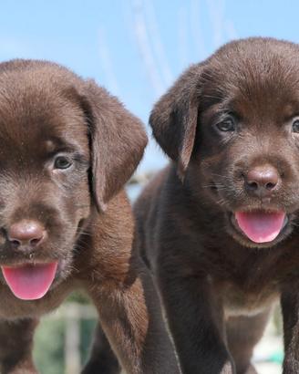 Cuccioli di Labrador cioccolato con pedigree
