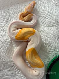 Pitone albino pied femmina