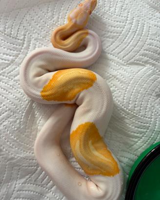 Pitone albino pied femmina