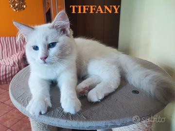 Ultime Cucciole di Razza Ragdoll disponibili