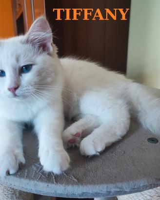 Ultime Cucciole di Razza Ragdoll disponibili