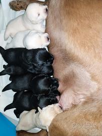 Cuccioli di papà Labrador con pedigree