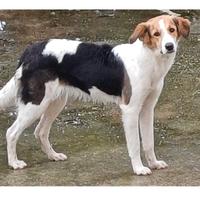 Cagnolina affettuosa sterilizzata