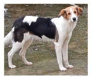 Cagnolina affettuosa sterilizzata