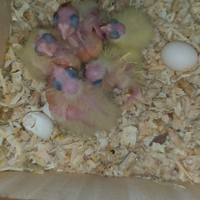 Pulli calopsite da allevare a mano