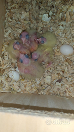 Pulli calopsite da allevare a mano