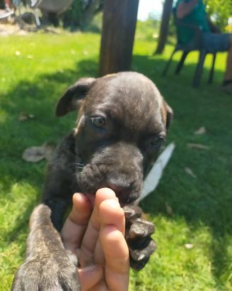 Cucciola di cane corso tigrato