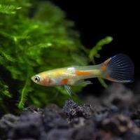 Endler blonde