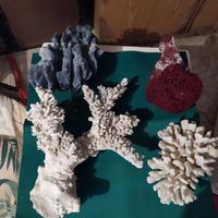 Corallo per acquario