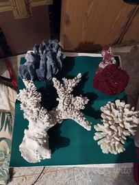 Corallo per acquario