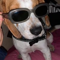 Beagle per accoppiata