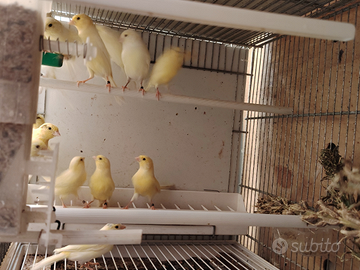 Canarini Gialli e pezzati