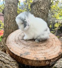 Conigli ariete minilop