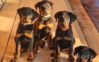 Cuccioli BEAUCERON figli di due Campioni