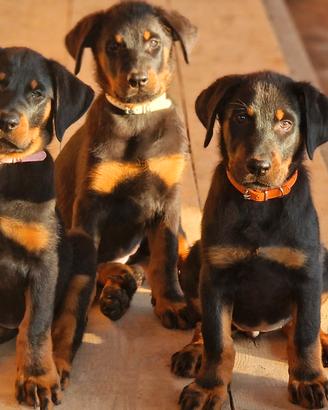 Cuccioli BEAUCERON figli di due Campioni