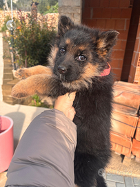 Ultimi 2 cuccioli di Pastore tedesco pelo lungo