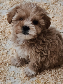 Maltipoo Salerno