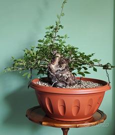 Bonsai / Pre bonsai Olmo Pumila