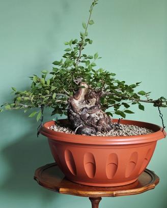 Bonsai / Pre bonsai Olmo Pumila