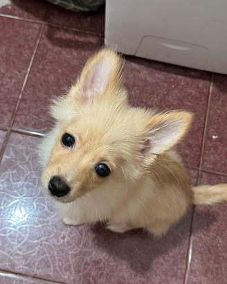 Spitz tedesco