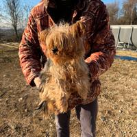 Yorkshire Femmina Adulta