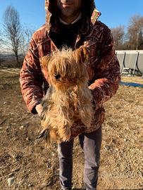 Yorkshire Femmina Adulta