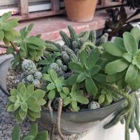 composizione piante grasse in vetro