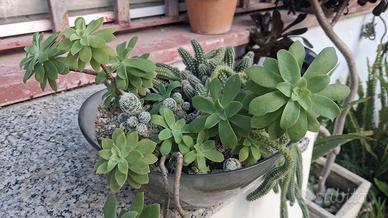 composizione piante grasse in vetro