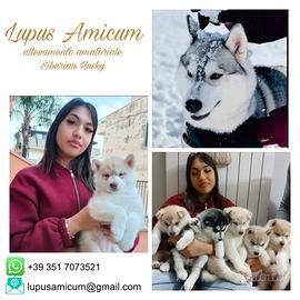 Cucciolo siberian husky con Pedigree ENCI