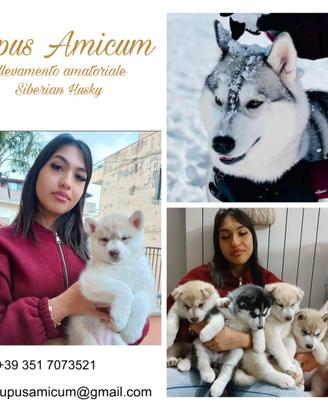 Cucciolo siberian husky con Pedigree ENCI