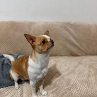 Chihuahua maschio giovane