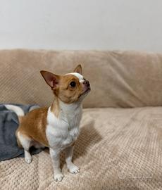 Chihuahua maschio giovane