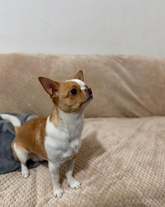 Chihuahua maschio giovane