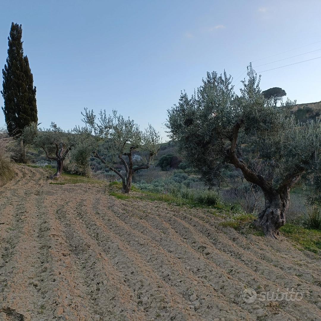 Terreno Agricolo in contrada Prato - Altro