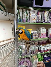 Cucciolo di pappagallo ara arauna