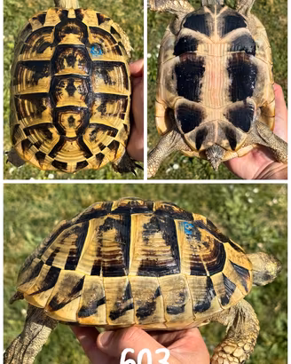 Femmina Riproduttiva Testudo hermanni boettgeri ta