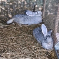 Conigli grigi