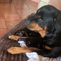 Cuccioli di Rottweiler