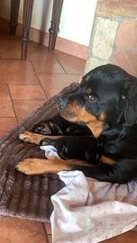 Cuccioli di Rottweiler