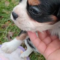 Cuccioli di Cavalier King Charles Spaniel